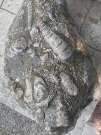 Versteinerung, Brandenberger Ache