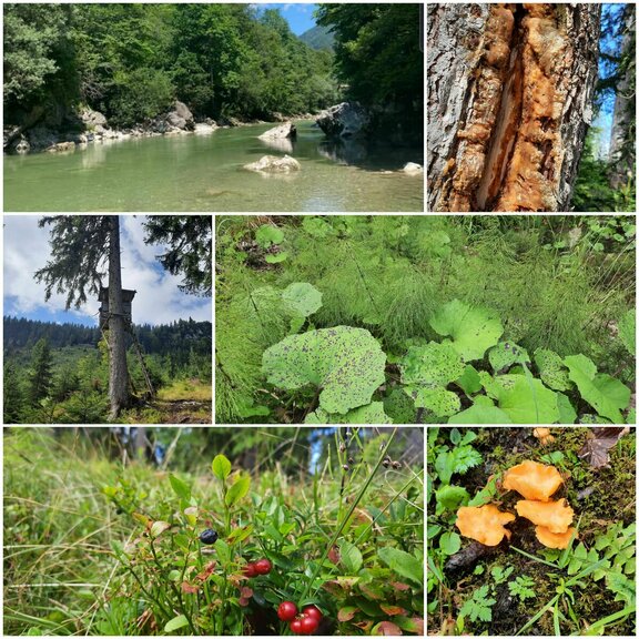 Sommer in Pinegg Innerort, Brandenberg